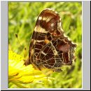 Araschnia levana - Landkaertchen 01.jpg